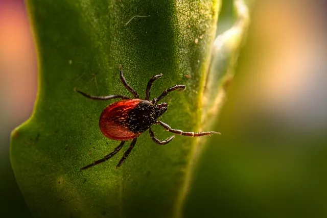 mosquito and tick control
