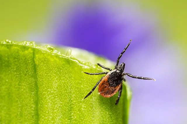 mosquito and tick control