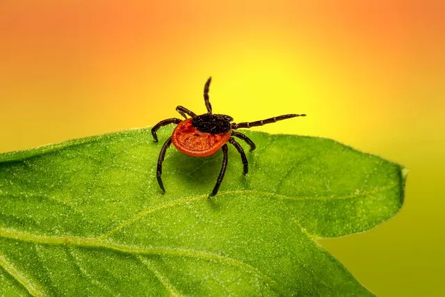 mosquito and tick control