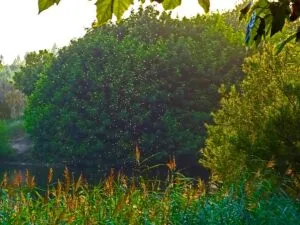 Mastering Mosquito Control: Comprehensive Strategies for Protection