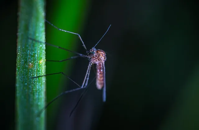 Mosquito Control