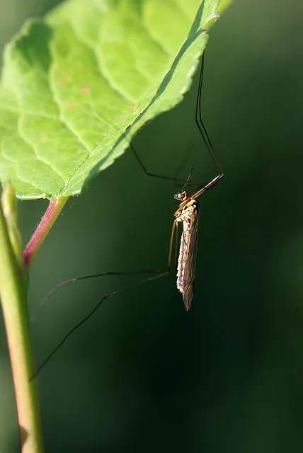 mosquito-control-640x480-46062575.jpeg