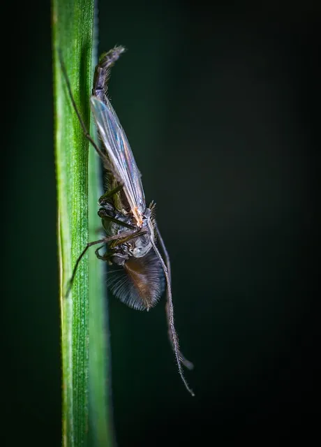 Mosquito Control