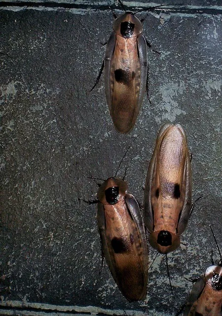 pest exterminator