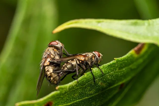 pest exterminator