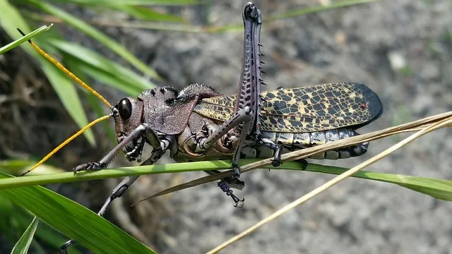 pest-exterminator-640x480-55757722.jpeg