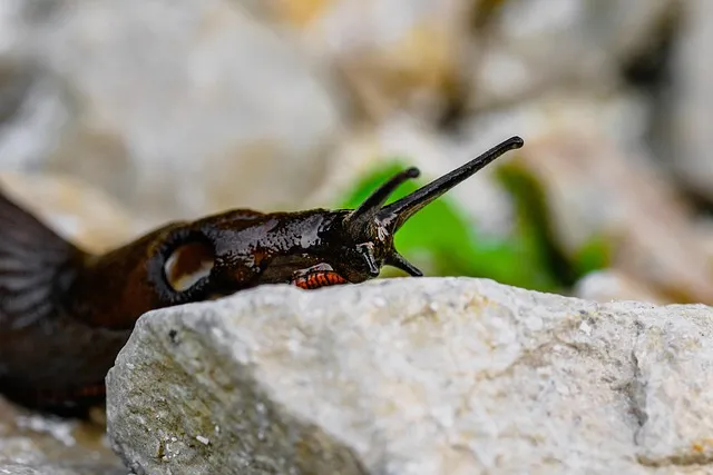 pest-exterminator-640x480-66566431.jpeg