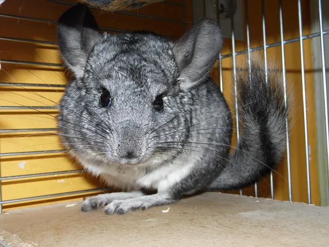 rodent-control-640x480-89091538.jpeg